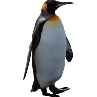 WEBP