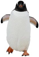 WEBP