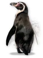 WEBP