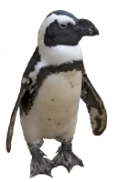 WEBP