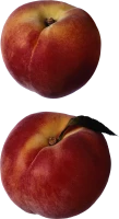 WEBP