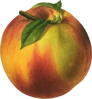 WEBP