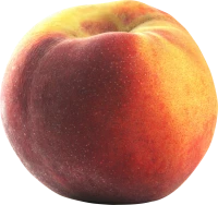 WEBP