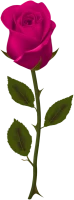 WEBP
