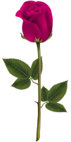 WEBP