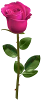 WEBP