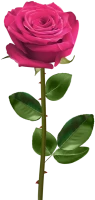WEBP