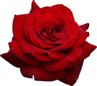 WEBP