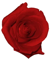 WEBP