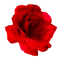 WEBP