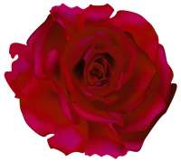WEBP
