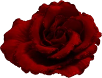 WEBP