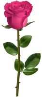 WEBP