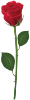 WEBP
