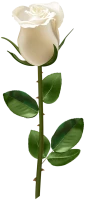 WEBP
