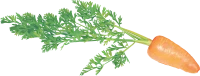 WEBP
