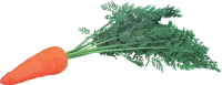 WEBP