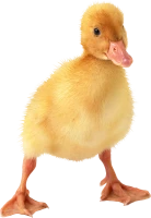 WEBP