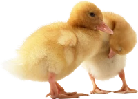 WEBP