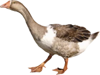 WEBP