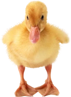 WEBP