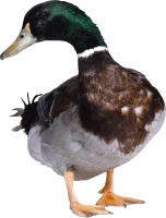 WEBP