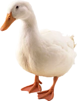 WEBP