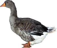 WEBP