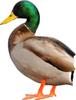 WEBP