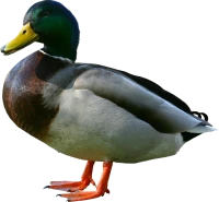 WEBP