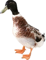 WEBP