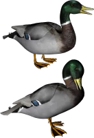 WEBP