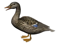 WEBP