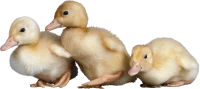 WEBP