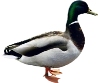WEBP
