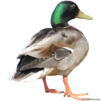 WEBP