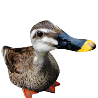 WEBP