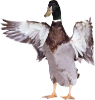 WEBP