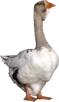 WEBP