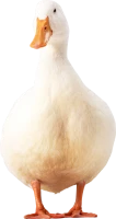 WEBP