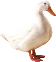 WEBP