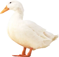 WEBP
