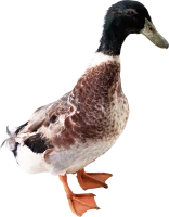 WEBP