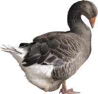 WEBP