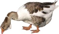 WEBP