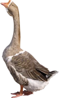 WEBP