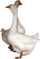 WEBP