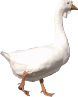 WEBP