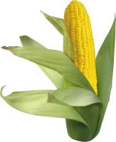 WEBP