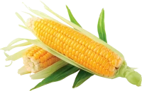 WEBP